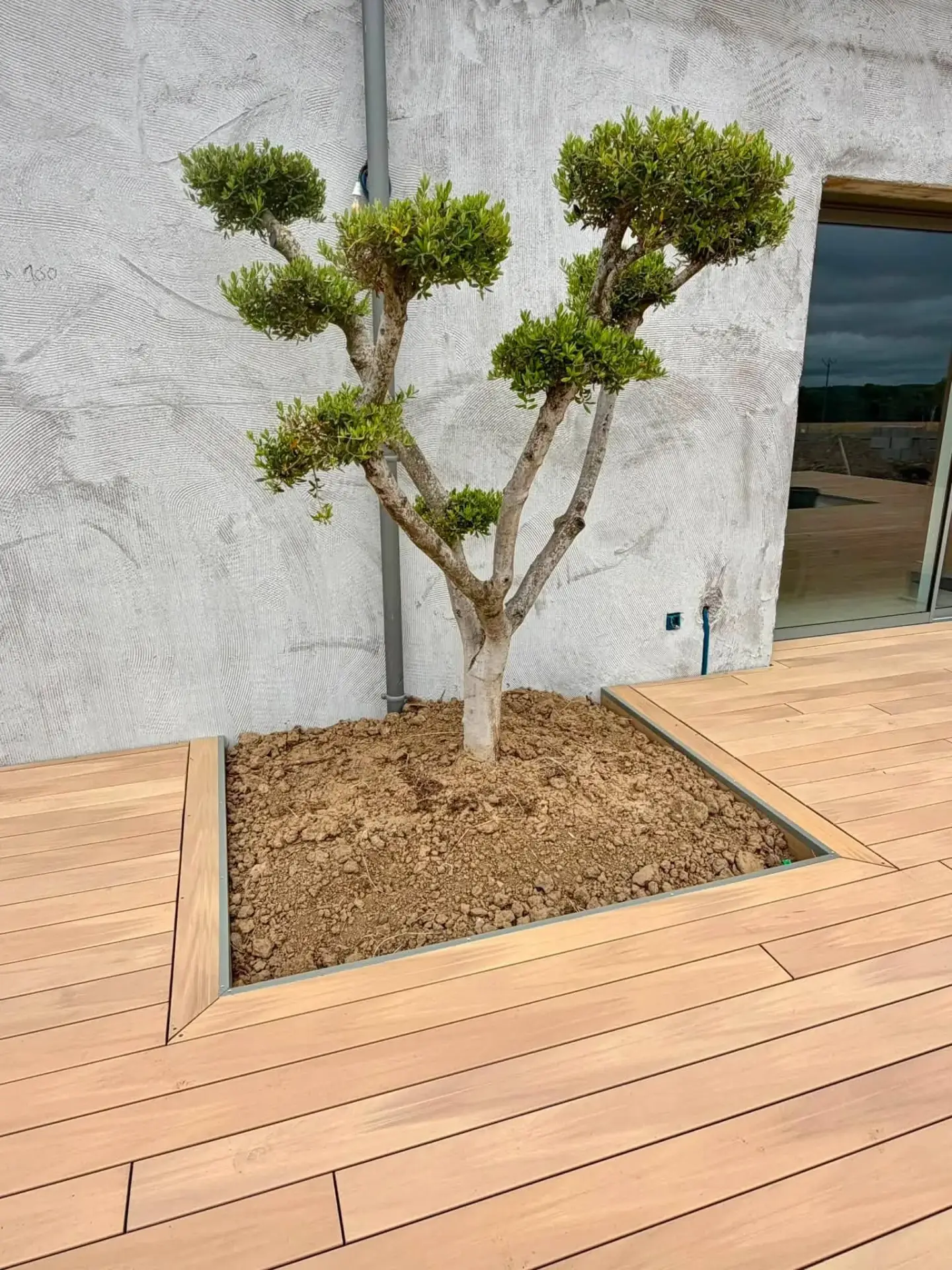 Intégration d'un arbre dans une terrasse en bois composite Silvadec à Planguenoual
